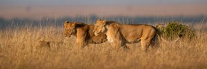 ESG: A cautionary tale for Lionesses?